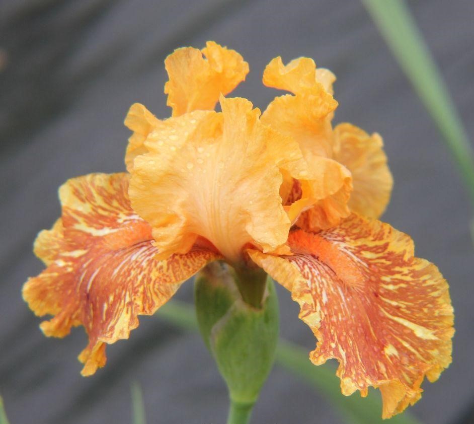 OURANGOUTAN ORANGE  